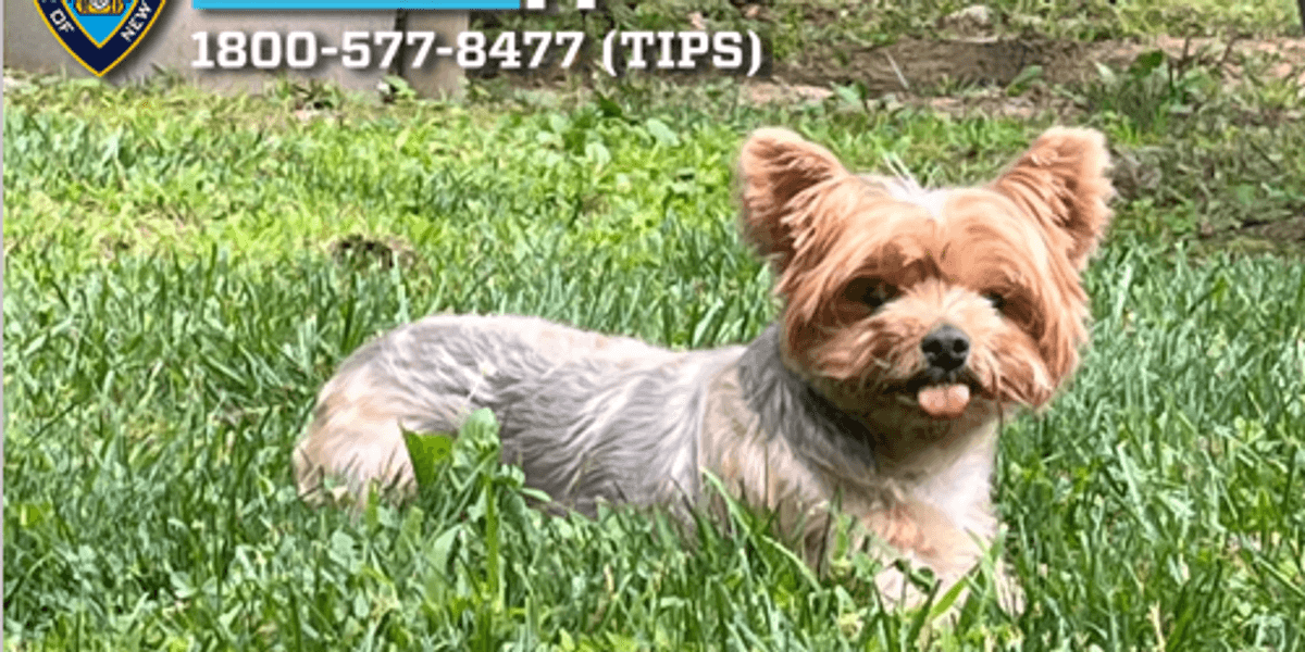 Dognappers sought after Yorkshire Terrier stolen from Queens lawn