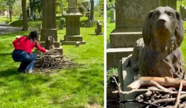 New York, cemetery near me, dogs