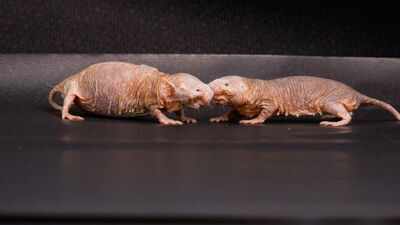 Scientists found a chemical that helps naked mole-rat queens stop other females from reproducing; removing it triggered a colony power struggle