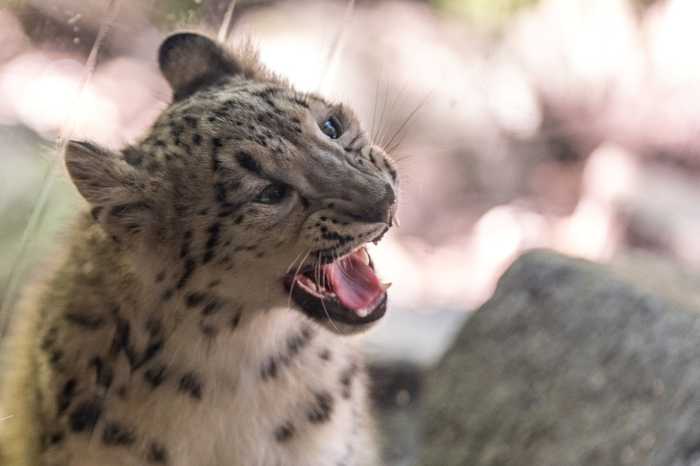 snow leopard with open mouth