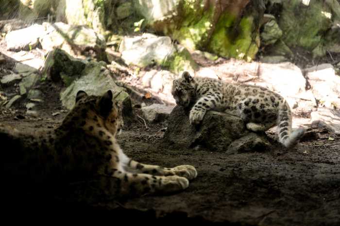 snow leopards at the bronx zoo