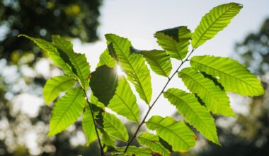 Bronx Zoo plants American chestnut trees in restoration bid