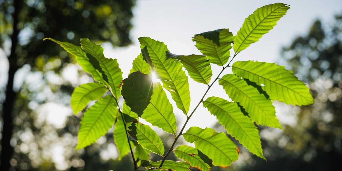 Bronx Zoo plants American chestnut trees in restoration bid