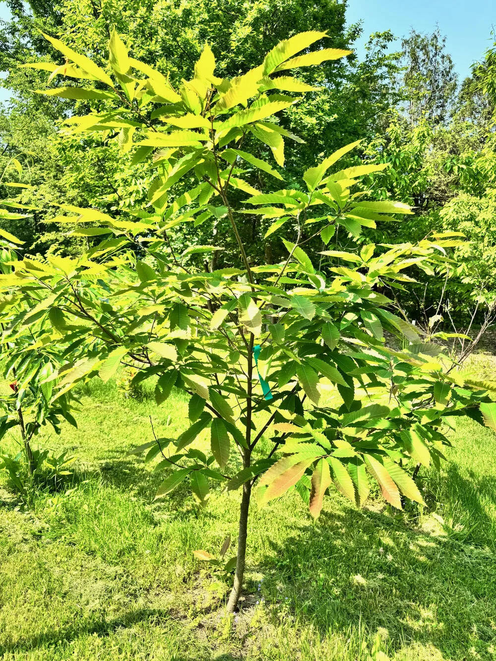 The Bronx Zoo and NYRP planted 25 hybrid American chestnut saplings as part of the restoration effort. (Photo: American Chestnut.org) The Bronx Zoo and NYRP planted 25 hybrid American chestnut saplings as part of the restoration effort.