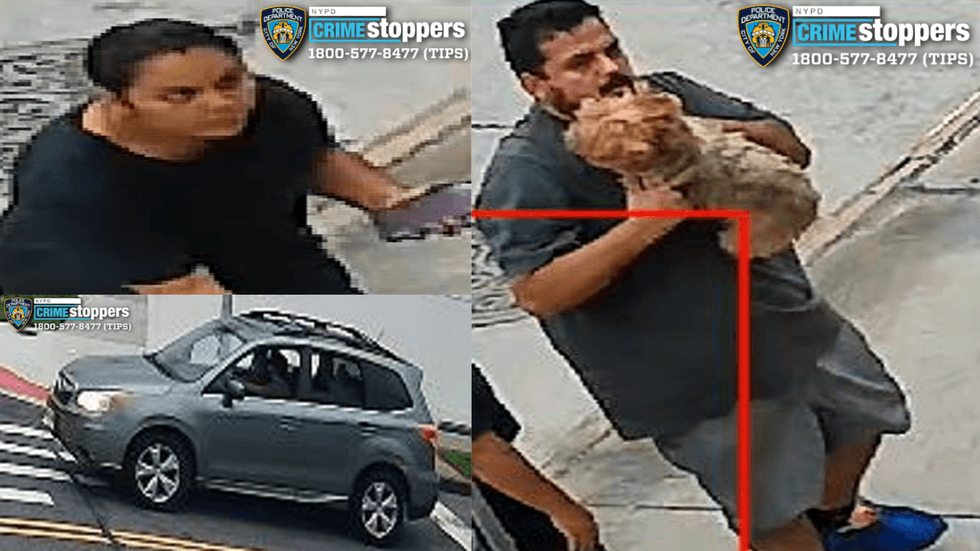 Two suspects driving in a 2014 Subaru Forester are sought after being accused of stealing the Yorkie.