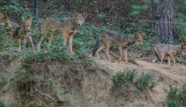 Endangered red wolves in Durham journey to New York to help conservation efforts