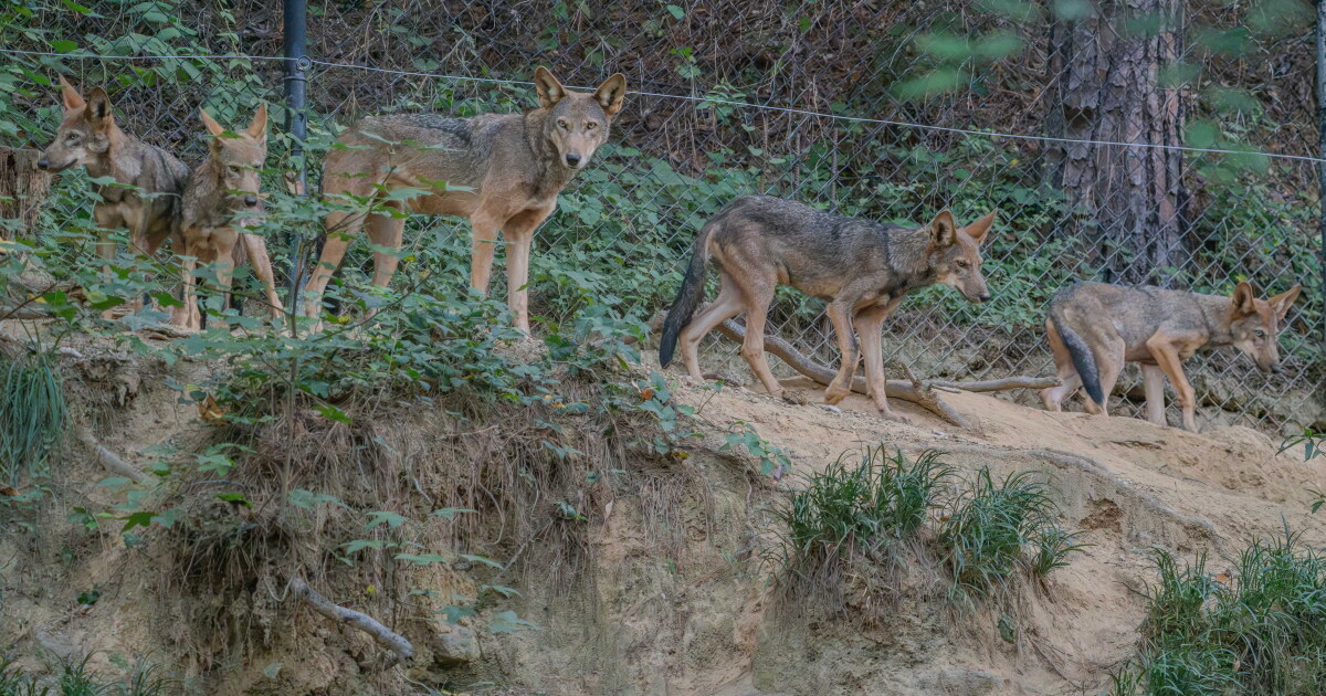 Endangered red wolves in Durham journey to New York to help conservation efforts