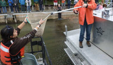 The Genesee River is now 1,500 sturgeon richer