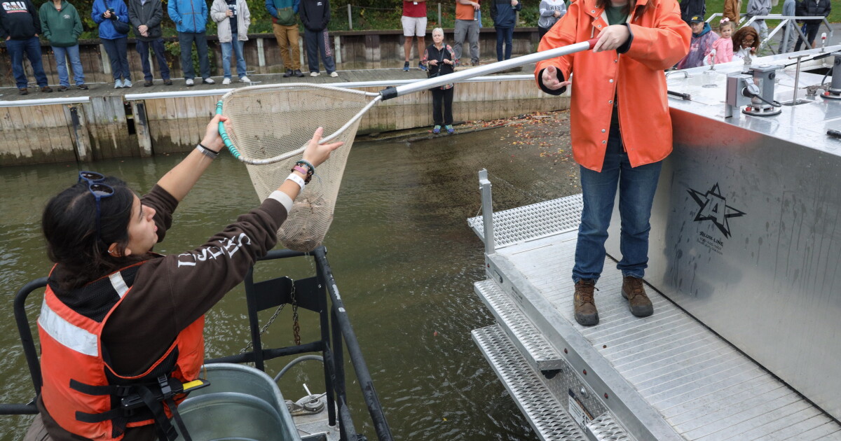 The Genesee River is now 1,500 sturgeon richer