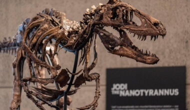 Rare Fossil of T. Rex Cousin Goes on Display in New York Before Heading to Auction