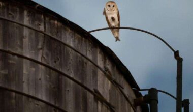 A rare family of barn owls moved into Manhattan’s Upper West Side. New Yorkers are captivated