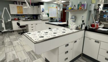 Rising costs, staffing gaps squeeze veterinary care