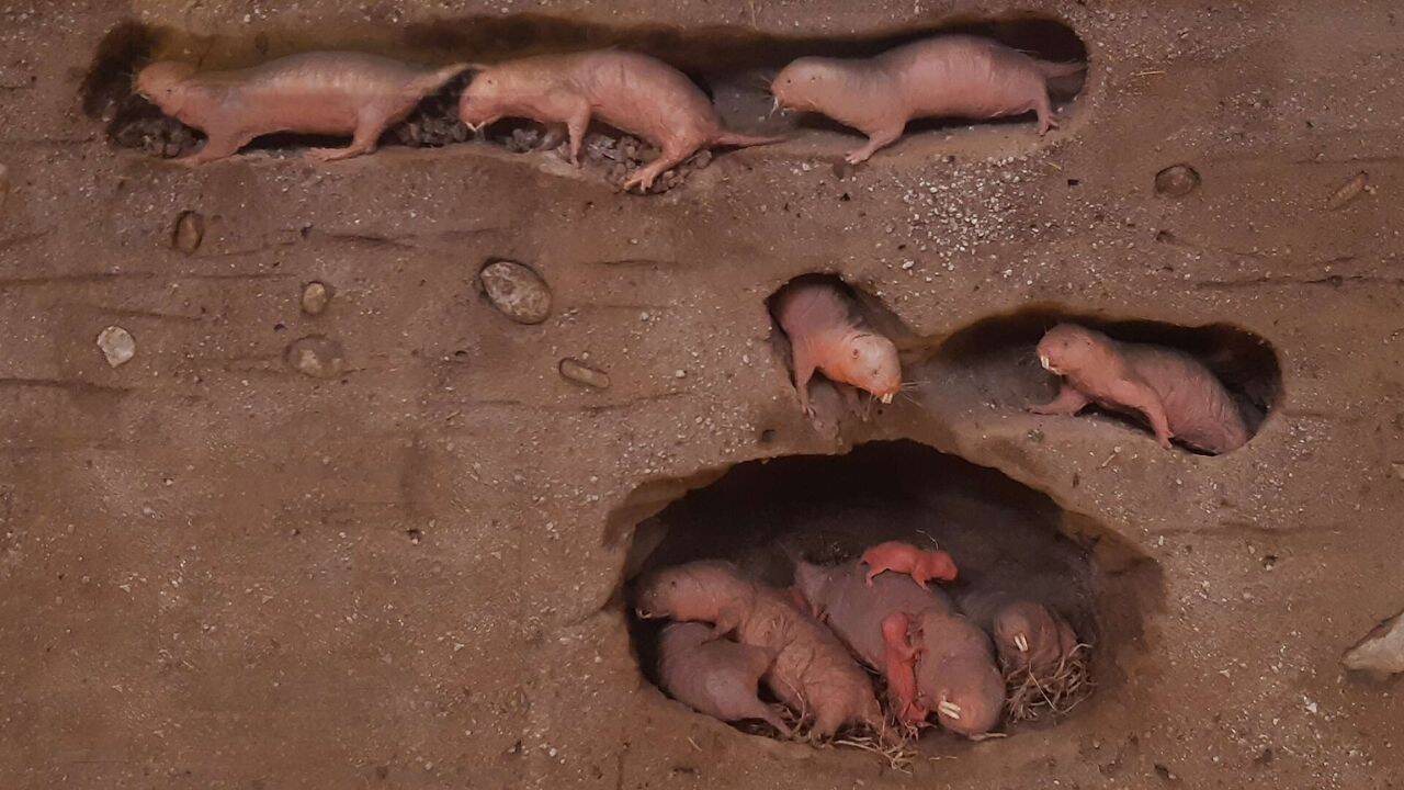 Model of naked mole-rat soldiers, workers, and queen, a social structure similar to the castes of the eusocial insects. Image Credit: Wikipedia What happens when naked mole-rats detect IPM<br>