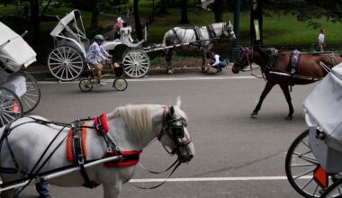 New York to ban Central Park's horse-drawn carriages after teen's death