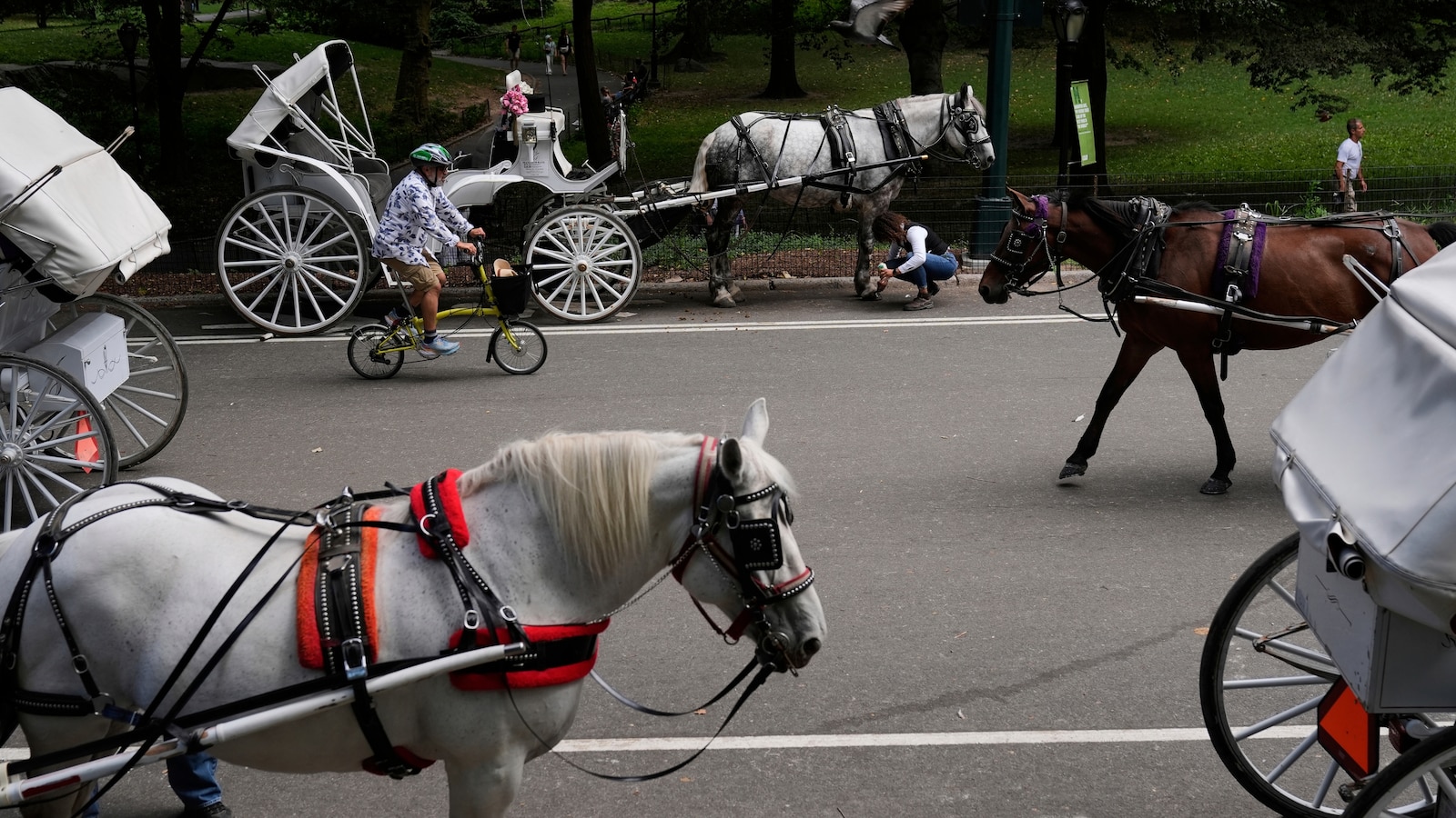 New York to ban Central Park's horse-drawn carriages after teen's death