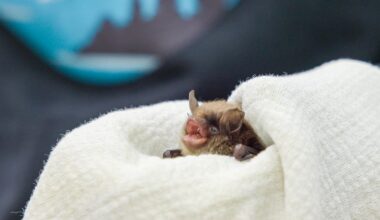 PA conservation works to save, rehabilitate bats