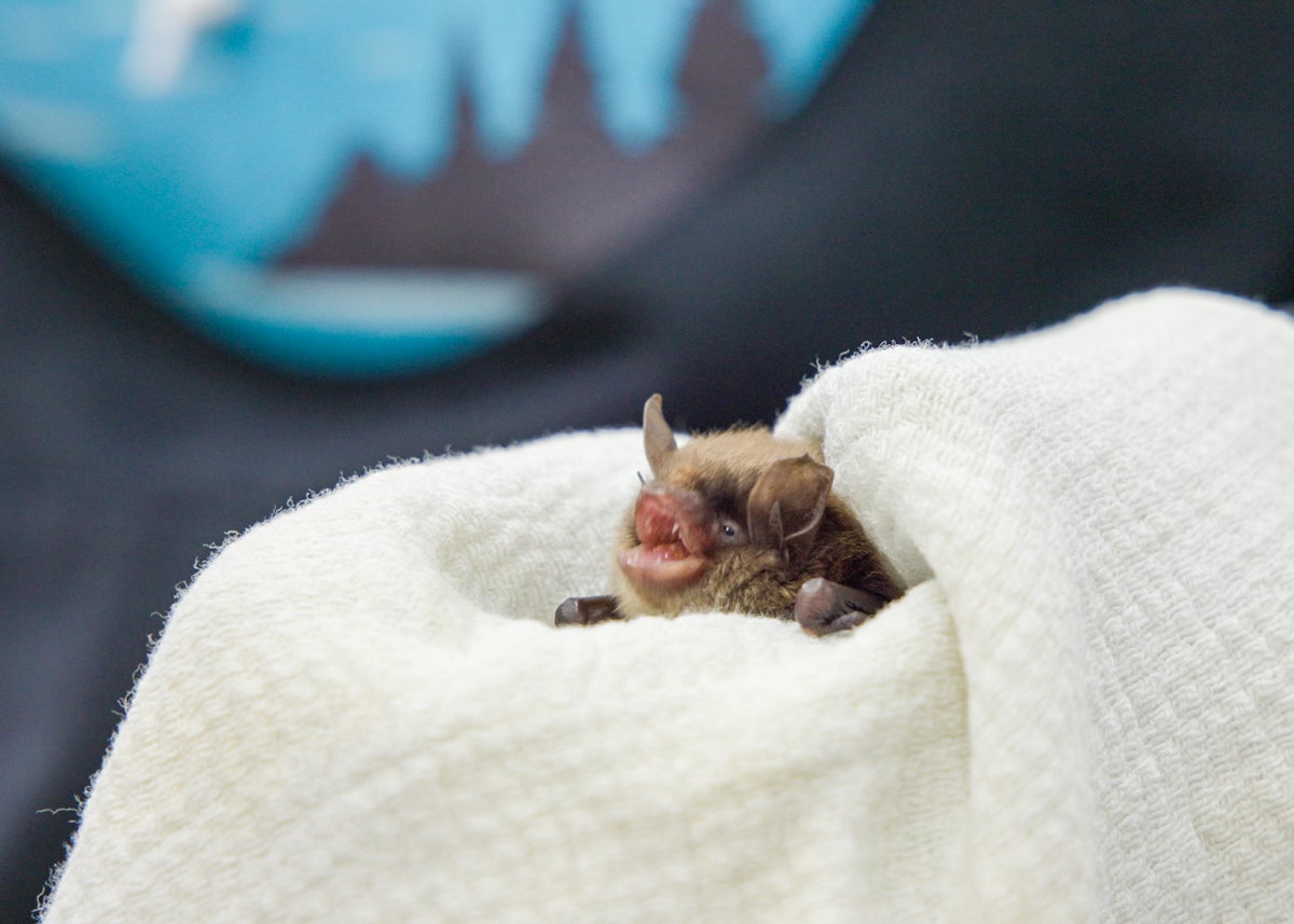 PA conservation works to save, rehabilitate bats