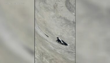 Skunk rescued after getting stuck in bowl at skatepark in Reading, Pennsylvania