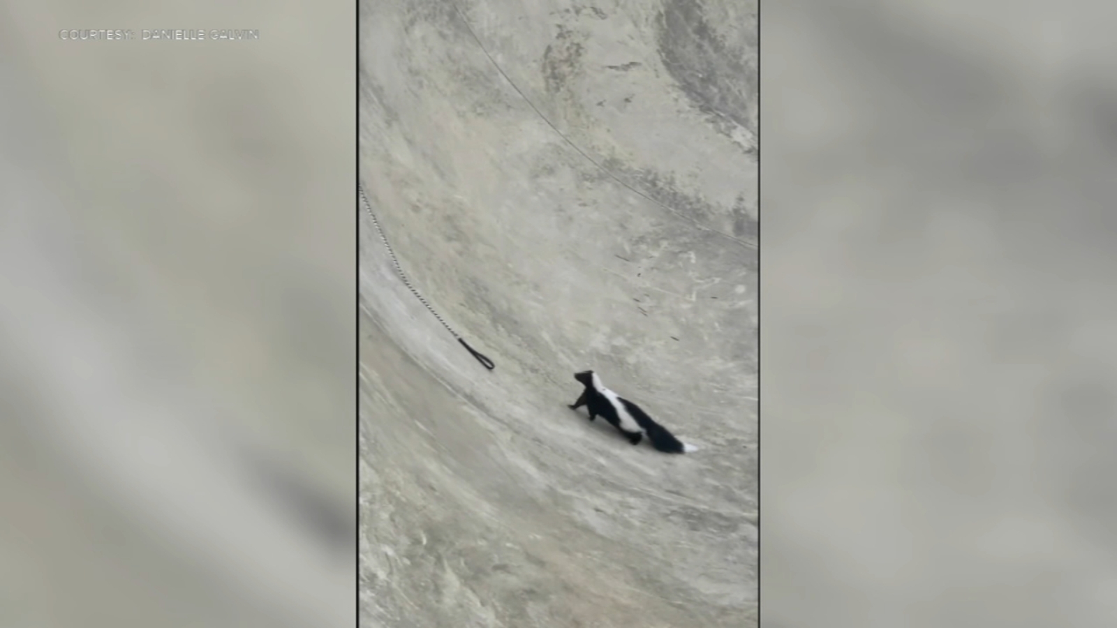 Skunk rescued after getting stuck in bowl at skatepark in Reading, Pennsylvania