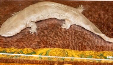 How to have a very Pennsylvania Halloween – costume edition