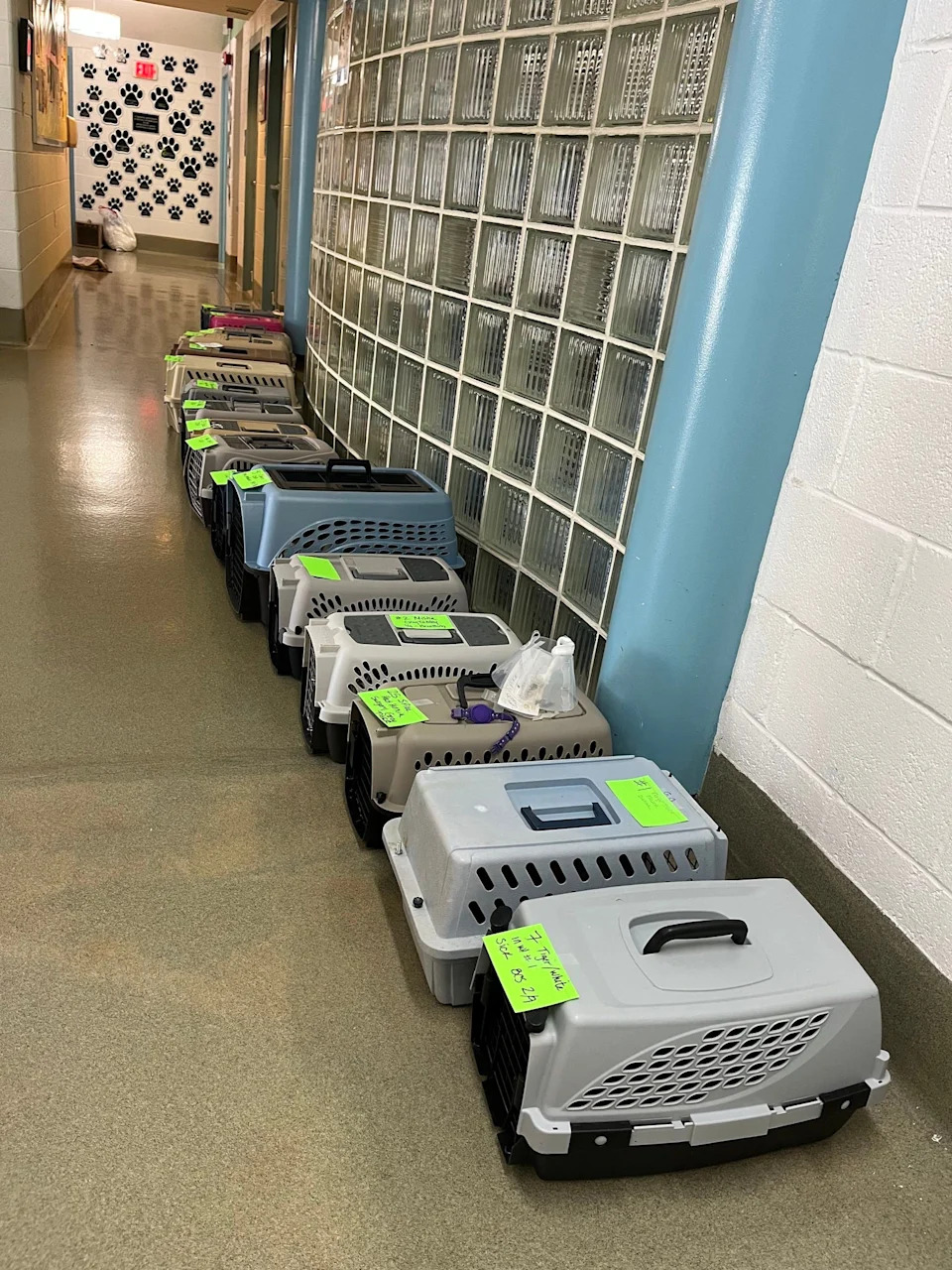 Newly arrived cats from C.A.T.S. Bridge to Rescue volunteer cat shelter are lined up and waiting for medical exams at the Bucks County SPCA in Lahaska after they were removed from what the agency called unhealthy, unsanitary living conditions on Oct. 1, 2025.