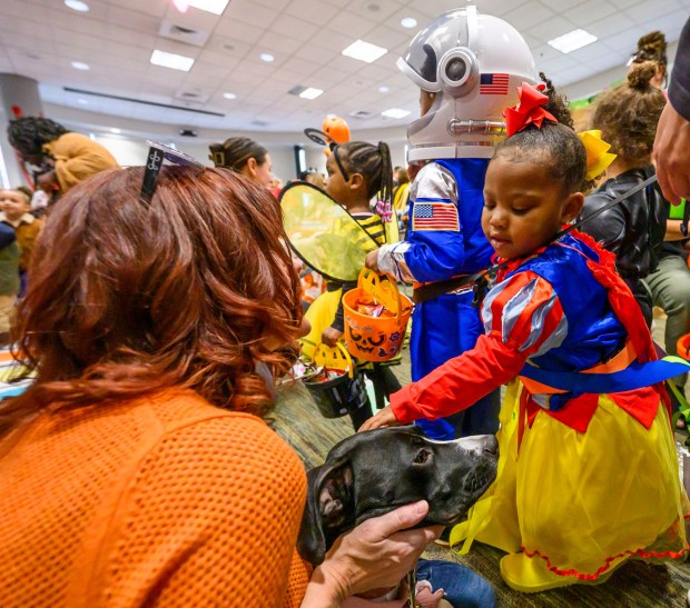Aaliyah, of Love You More Early Learning Center pets Ivy, Lehigh County District Attorney office's comfort dog, handled by Emily Ross-Johnson, an assistant victim witness coordinator Friday, Oct. 31, 2025, during a Trick-or-Treat Candy Land themed adventure hosted by Lehigh County at Government Center in Allentown. (April Gamiz/The Morning Call)