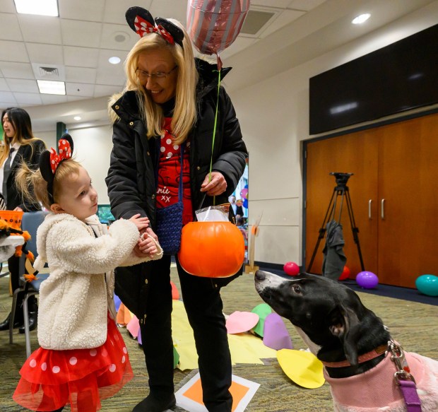 Amelia, 3, and grandmother Terri Kramer interacts with Ivy, Lehigh County District Attorney office's comfort dog, handled by Emily Ross-Johnson, an assistant victim witness coordinator Friday, Oct. 31, 2025, during a Trick-or-Treat Candy Land themed adventure hosted by Lehigh County at Government Center in Allentown. (April Gamiz/The Morning Call)