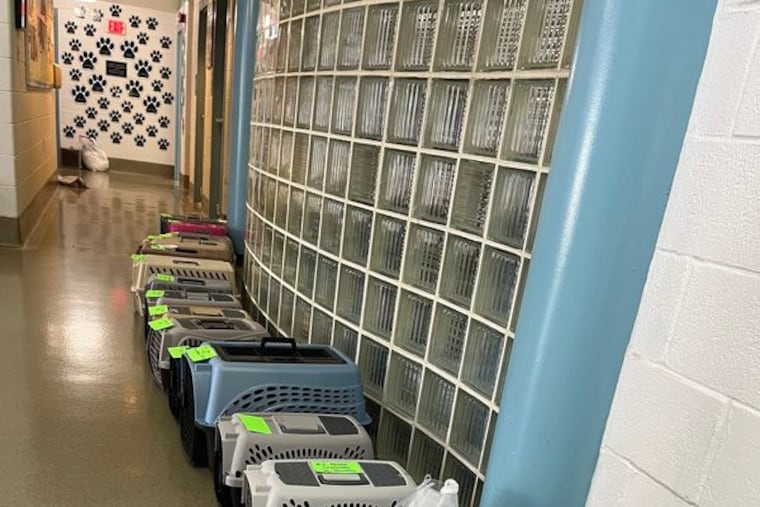 Bucks County SPCA removes nearly 70 cats from C.A.T.S. Bridge to Rescue