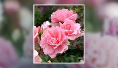 Dolores Ann Mustaro Obituary October 22, 2025