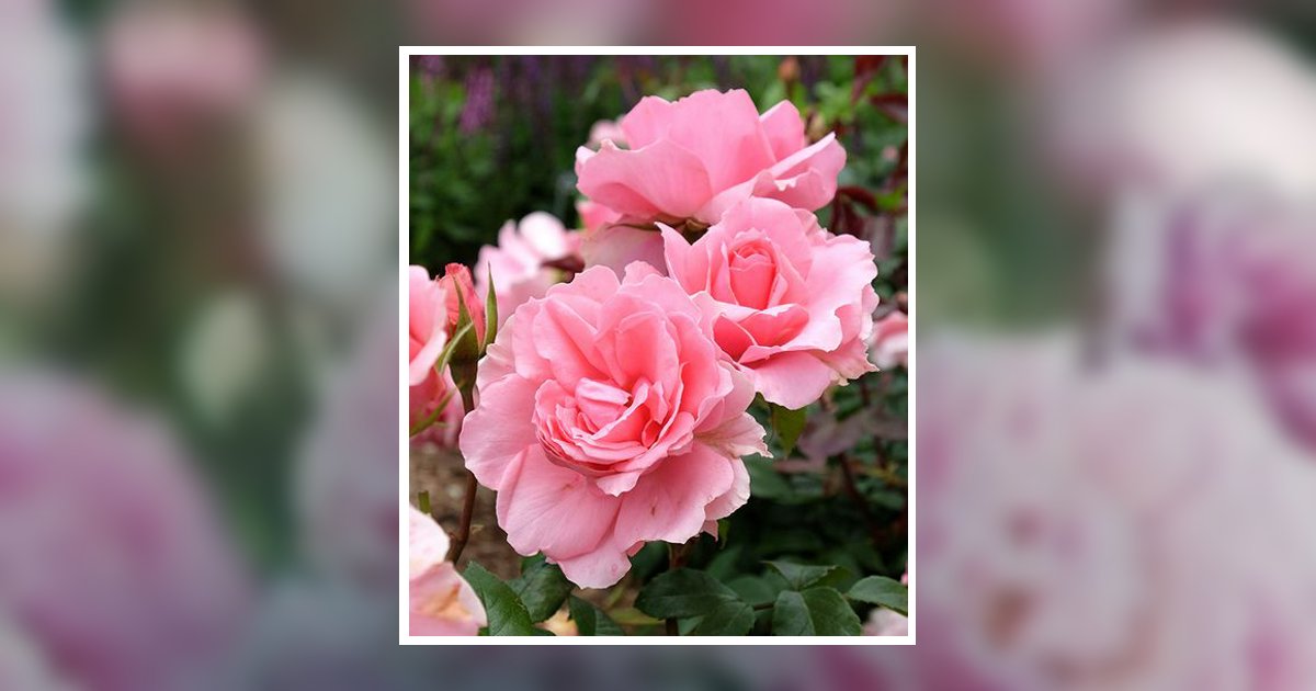 Dolores Ann Mustaro Obituary October 22, 2025