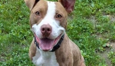 Dino Ciliberti's profile picture