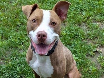 Dino Ciliberti's profile picture