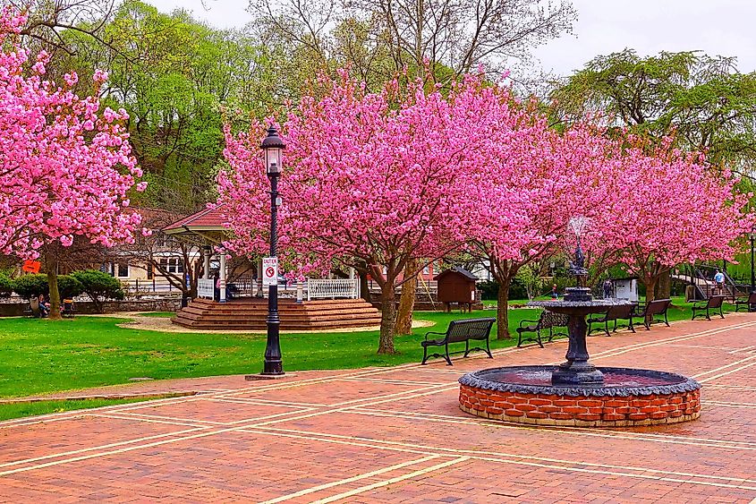Trees in full bloom in Talleyrand Park in Bellefonte, Pennsylvania.