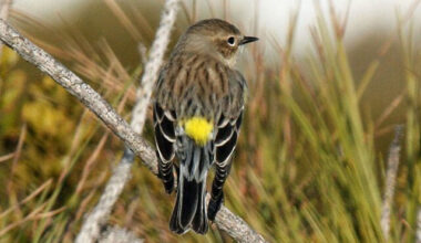 Bird of the Month: Yellow-rumped Warbler