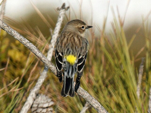 Bird of the Month: Yellow-rumped Warbler