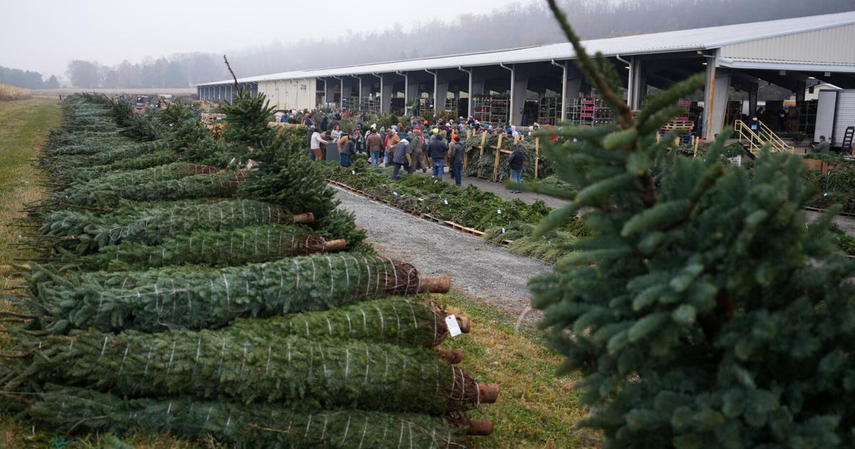 Christmas tree retailers find lots to like at a Pennsylvania wholesale auction | National News