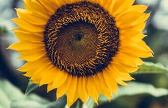 Carol M. Mark Obituary