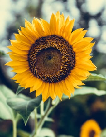 Carol M. Mark Obituary