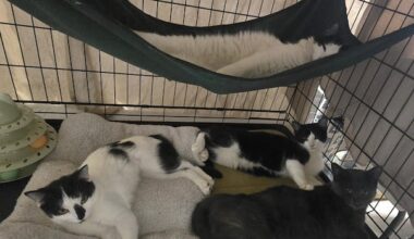 At least 30 cats dead, 12 rescued in fire at an animal sanctuary in Fort Erie, Ont., fire chief says