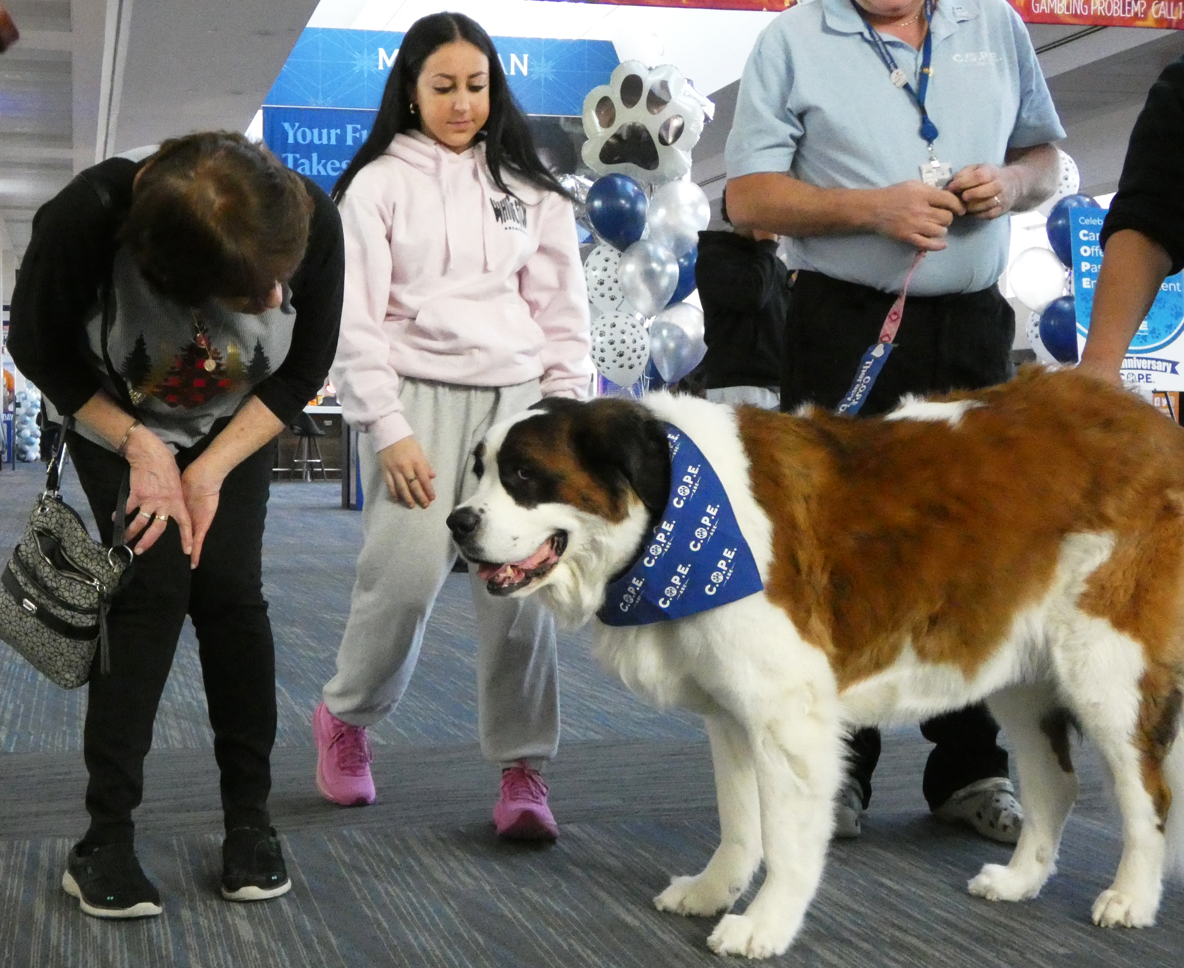 Abbey, a St. Bernard, enjoys attention from Donna Ritter as fellow traveler Mackenzie Chamberlain comes in to offer a pet during a celebration Thursday, Dec. 18, 2025, of 10 years of the Canines Offering Passengers Encouragement (C.O.P.E.) program at Lehigh Valley International Airport. 