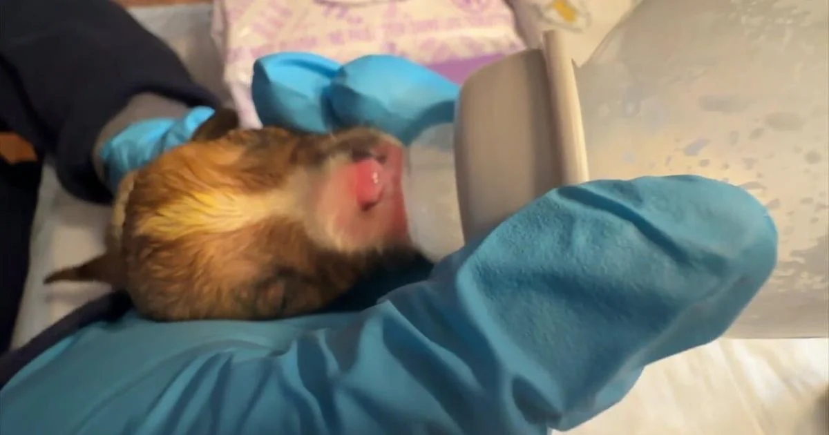 7 newborn puppies in recovery after being abandoned outside Philadelphia Target | Regional