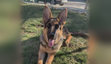 Pittsburgh man pleads for return of missing German shepherd