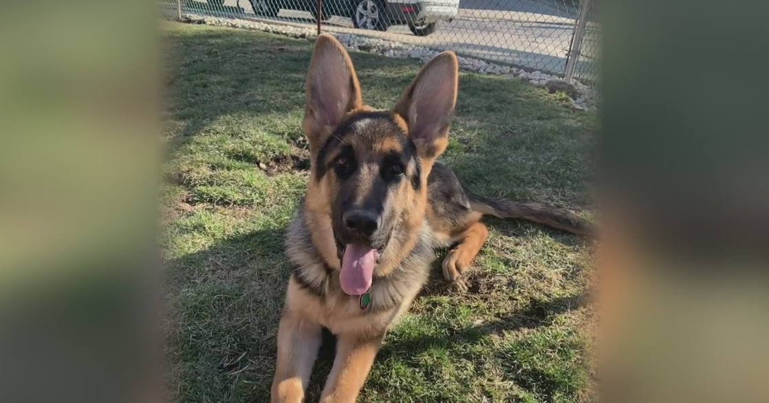 Pittsburgh man pleads for return of missing German shepherd