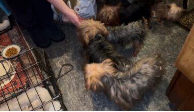 9 purebred yorkies rescued by ACCT Philly after owner dies – NBC10 Philadelphia