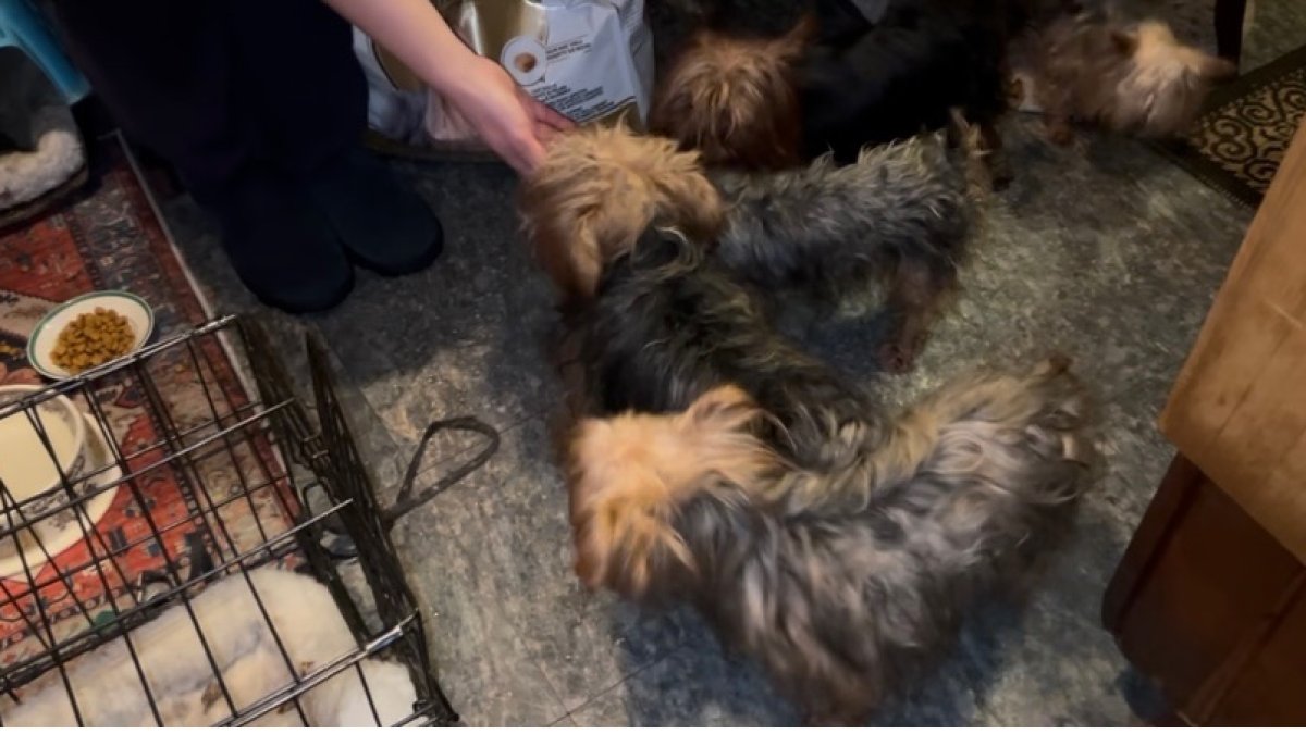 9 purebred yorkies rescued by ACCT Philly after owner dies – NBC10 Philadelphia