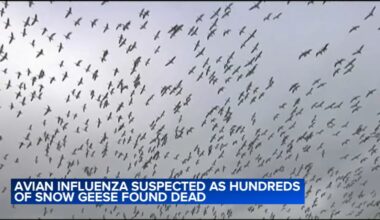 Avian flu suspected in deaths of hundreds of snow geese at Northampton County, Pa. quarry