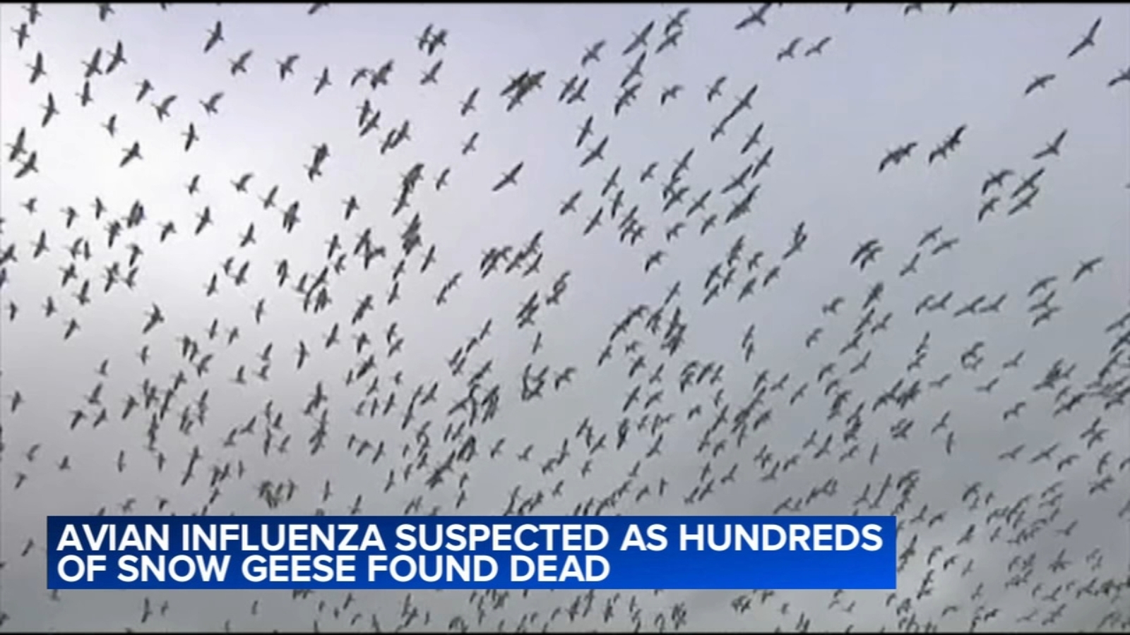Avian flu suspected in deaths of hundreds of snow geese at Northampton County, Pa. quarry