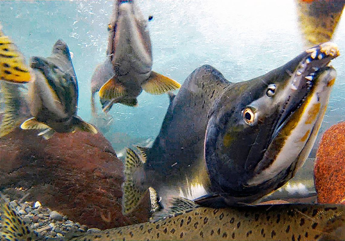 How pink salmon made it to the Great Lakes, and why they get so big there