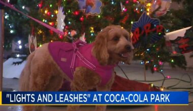 Holiday light show offers dog-friendly fun at Coca-Cola Park | Lehigh Valley Regional News
