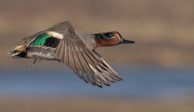 Most commonly hunted migratory birds in Pennsylvania | State